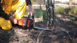 Upper Pohatcong, NJ Tree Care Services Company