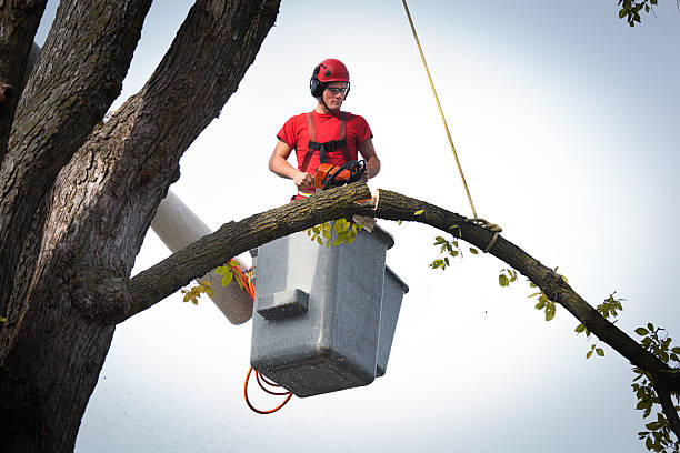 How Our Tree Care Process Works  in  Upper Pohatcong, NJ